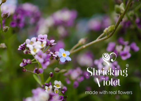 Shrieking Violet Real Flower Purple Haze Heart Silver Bracelet BLBR02